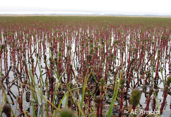 Boreal wetland